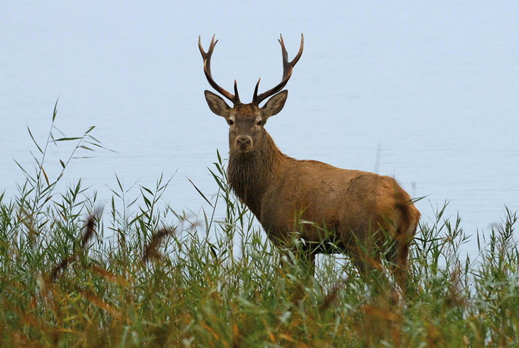 Hirsch