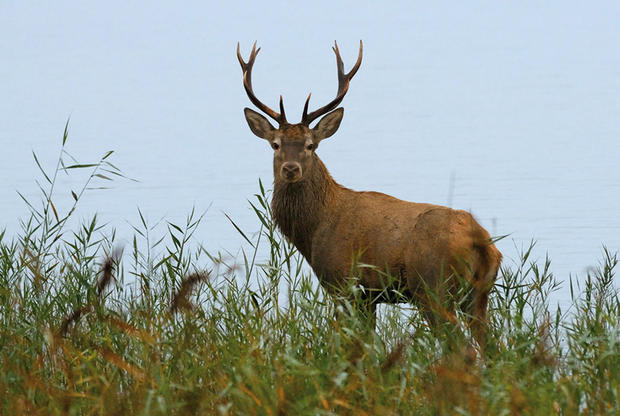 Hirsch