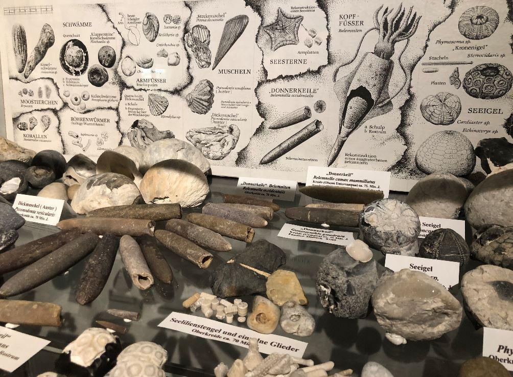 DIA VORTRAG FOSSILIEN