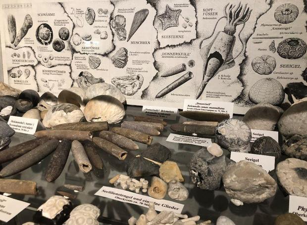 DIA VORTRAG FOSSILIEN
