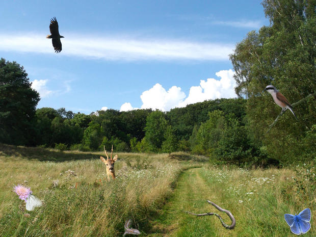 naturwanderung_hoeffgen