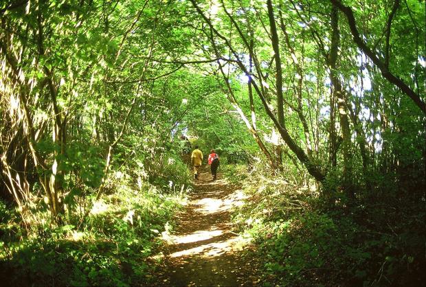 nordperd-wald-16-9-91-1-gross