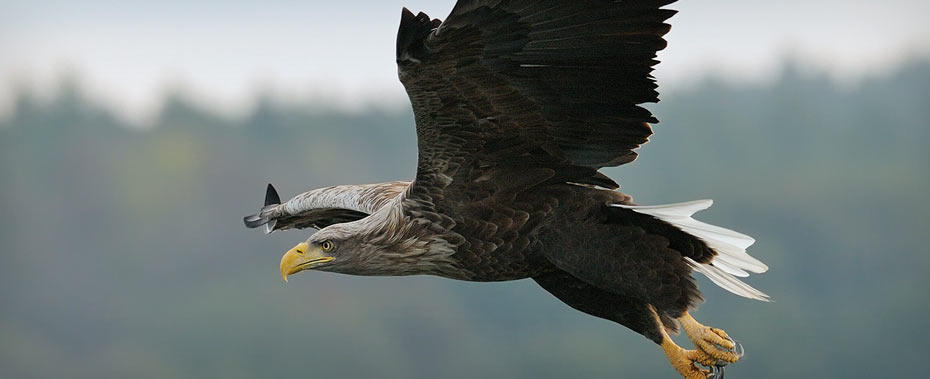 Adler