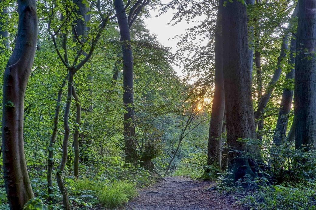 Nordic Walking (c) Kurverwaltung Goehren Martin Stoever_07-2019_P5I1462_61_60_59_58_HDR projects-2