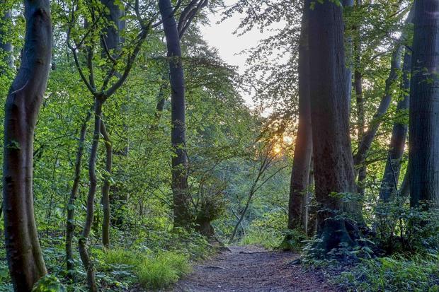 Nordic Walking (c) Kurverwaltung Goehren Martin Stoever_07-2019_P5I1462_61_60_59_58_HDR projects-2