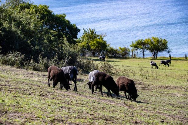 Autorenlesung Oekohof Martin Stoever August 2020_P5I4177