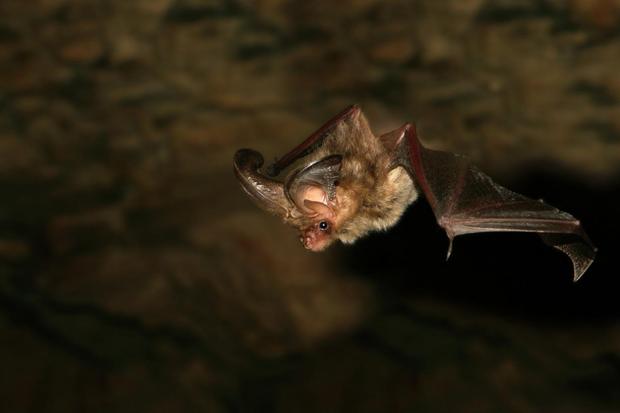 Fledermaus