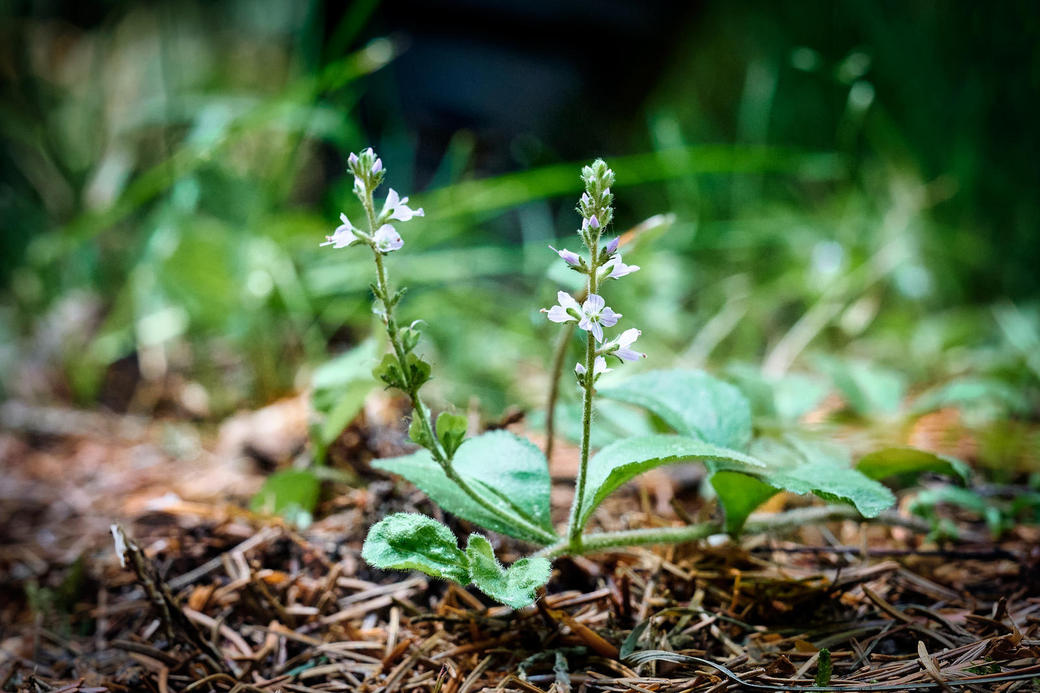 20230704-Kräuterwanderung-318-Foto-Burwitz-Pocha