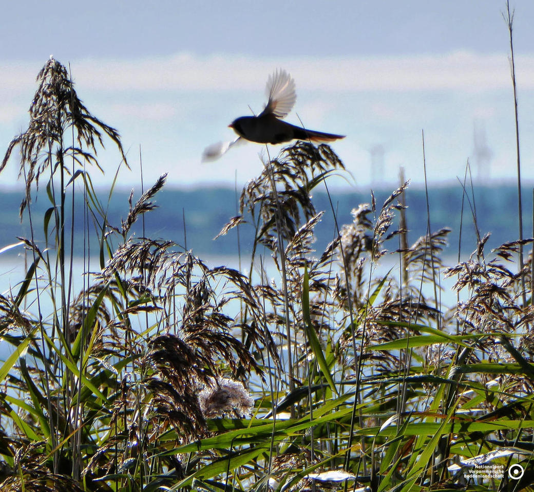 Bartmeise  _Lucia Zust