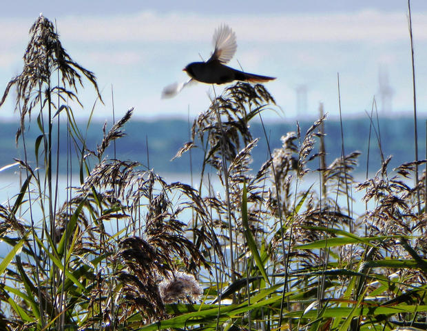 Bartmeise  _Lucia Zust