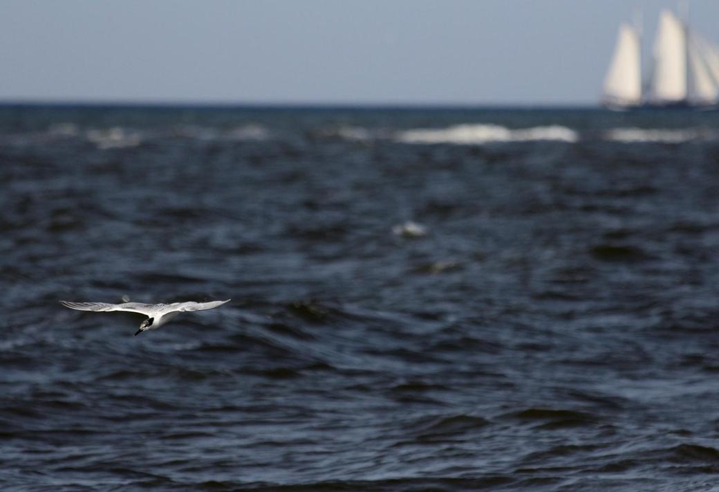 Brandseeschwalbe_Ostsee_fliegend_Lutz_Storm_1800_Himmel