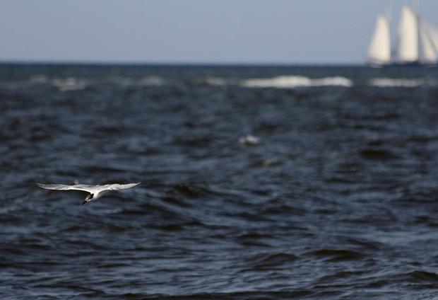 Brandseeschwalbe_Ostsee_fliegend_Lutz_Storm_1800_Himmel