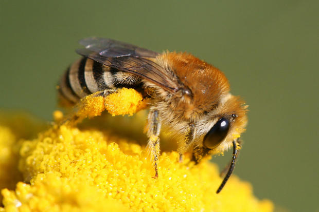 Wildbienen (c)Colletes sp_Hans Juergen Sessner