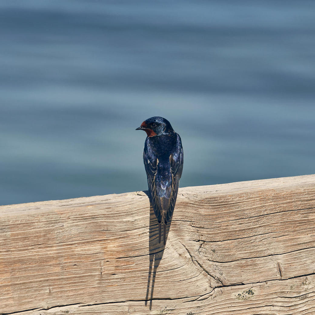 20210530-Schwalbe-Foto-Burwitz-Pocha