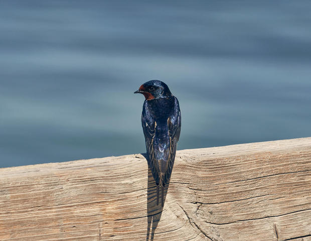 20210530-Schwalbe-Foto-Burwitz-Pocha