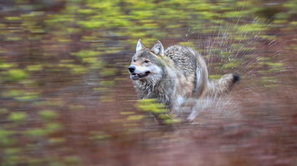 Finissage: Geister des nächtlichen Waldes