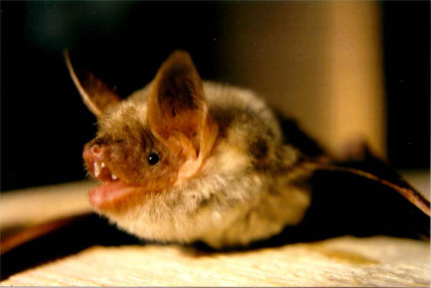 Carmen Fledermaus