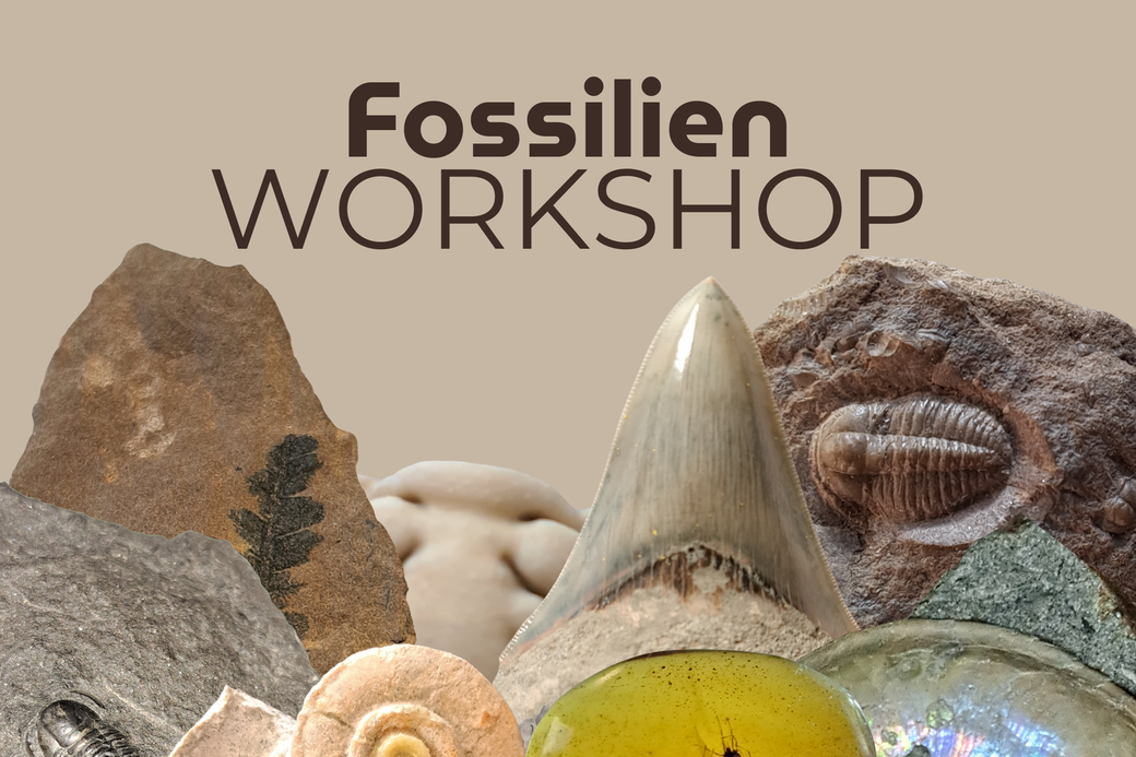 Fossiliensammlerworkshop IMX (1)