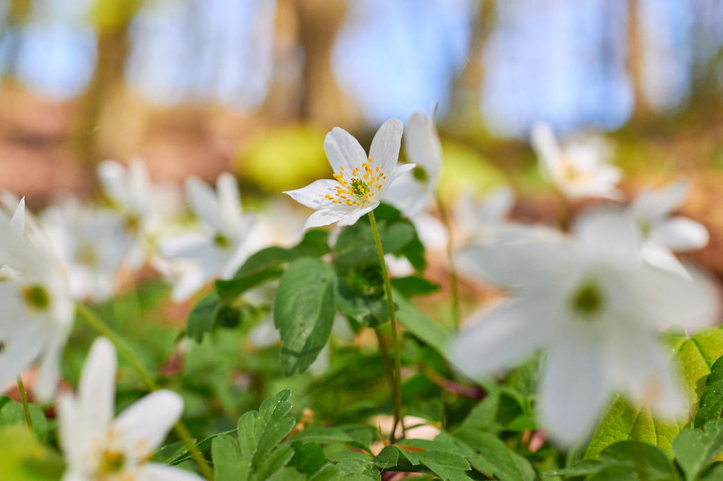 20230508-Granitz-39-Foto-Burwitz-Pocha