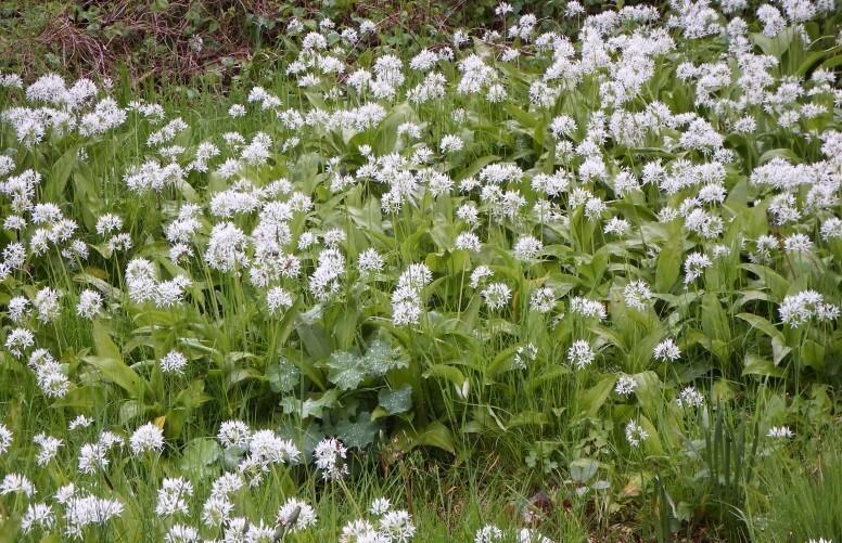 Geführte Kräuterwanderung