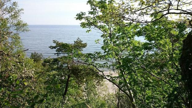 Geführte Waldwanderung