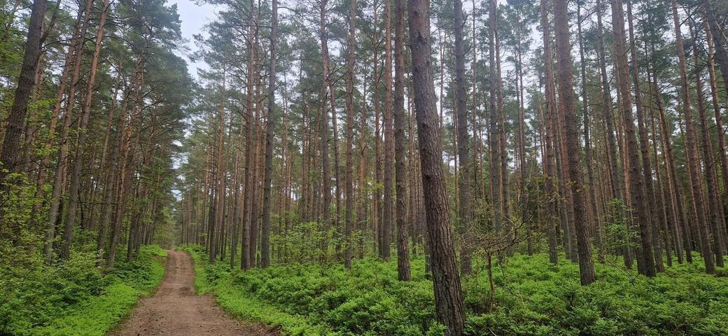 Wanderung Baaber Heide (c) Kurverwaltung Goehren