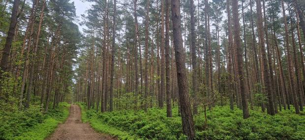 Wanderung Baaber Heide (c) Kurverwaltung Goehren