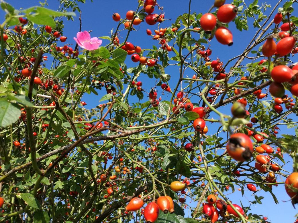 Früchte & Beeren