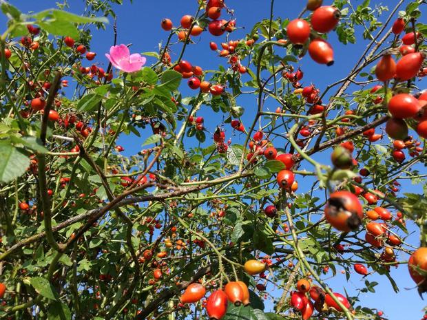 Früchte & Beeren