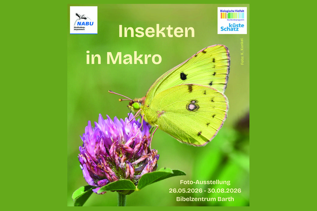 Insekten in Makro