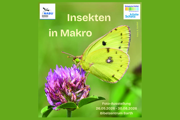 Insekten in Makro
