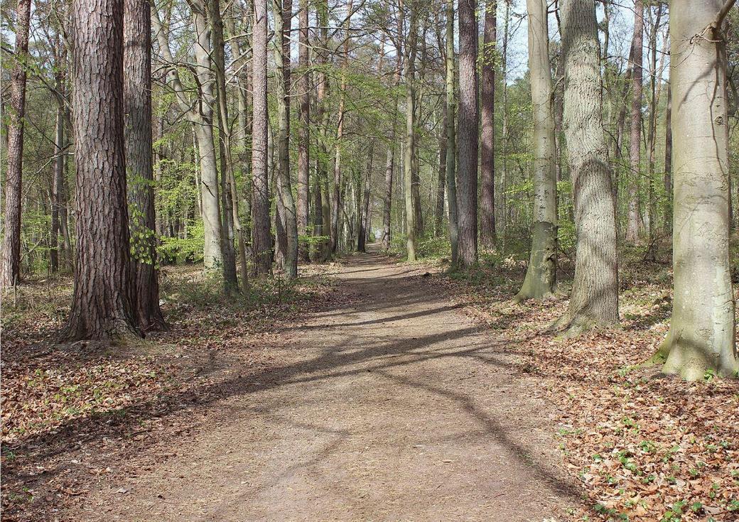 Wanderung durch den Küstenwald