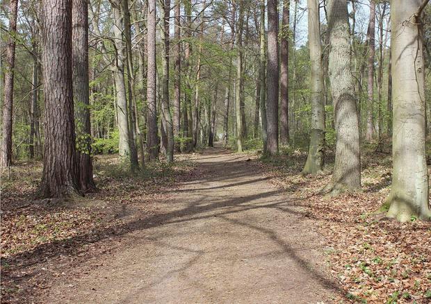 Wanderung durch den Küstenwald