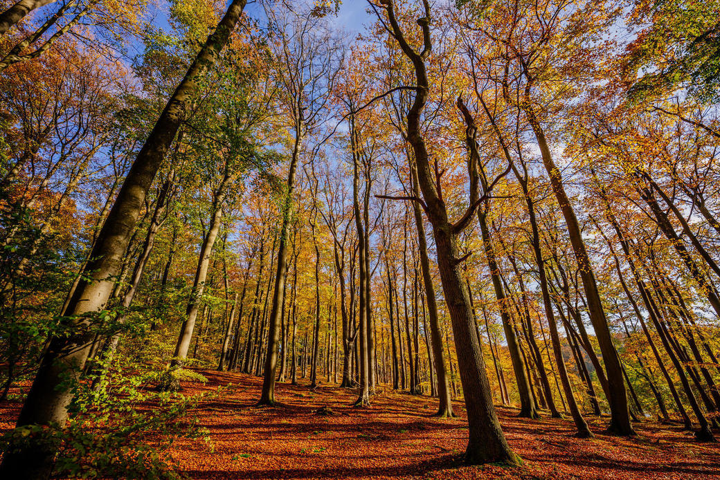 MeerBalance: Der Weg der Baumriesen