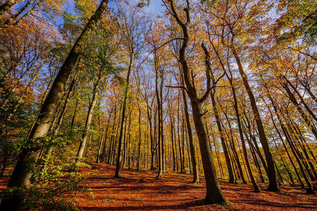 MeerBalance: Der Weg der Baumriesen