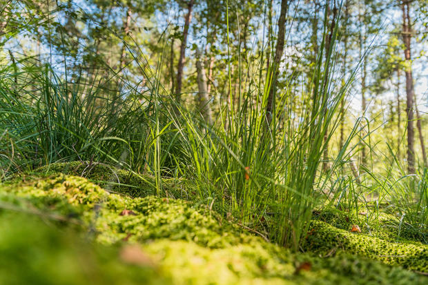 Moorwanderung