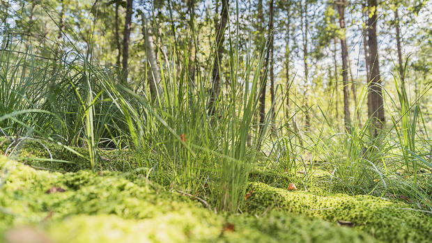 Moorwanderung