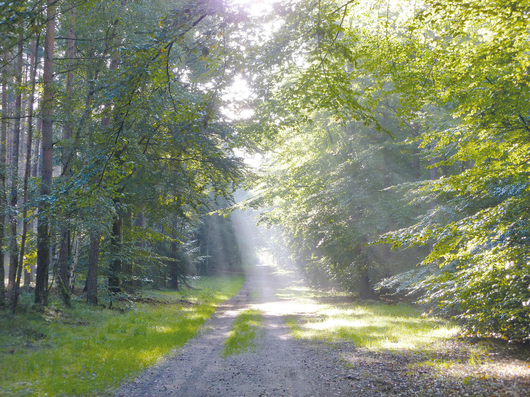 Frühlingserwachen k