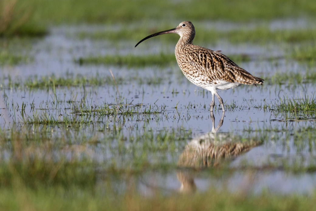Großer Brachvogel_Wiese_Hartmut-Mletzko