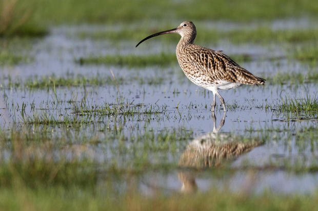 Großer Brachvogel_Wiese_Hartmut-Mletzko