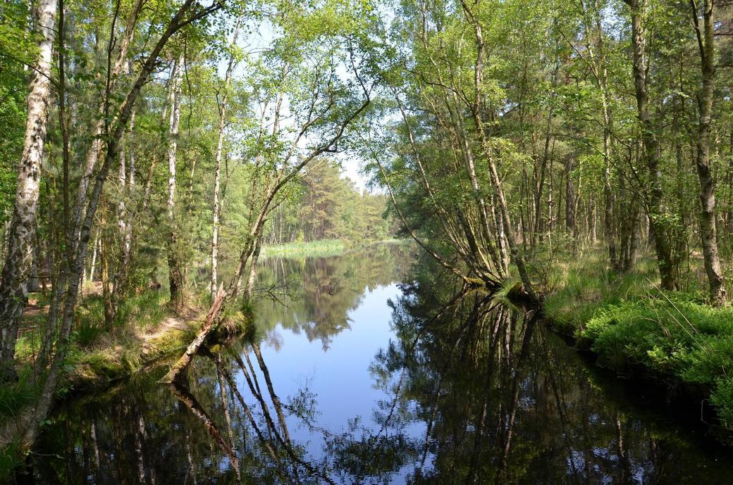 Moor