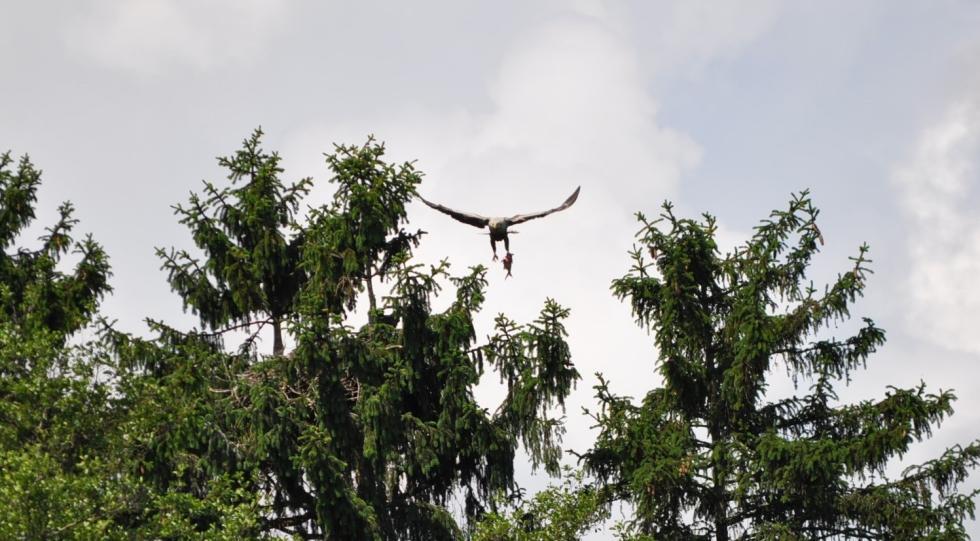 seeadler-tour-boots-berg-3