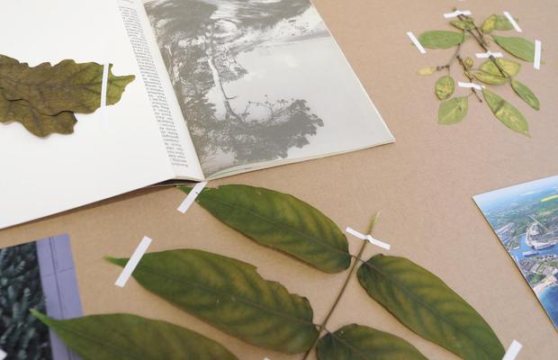 Stones Move. Trees Speak.