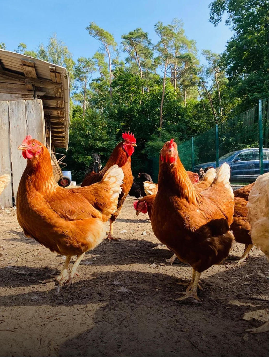 Tyrannosaurus – Huhn