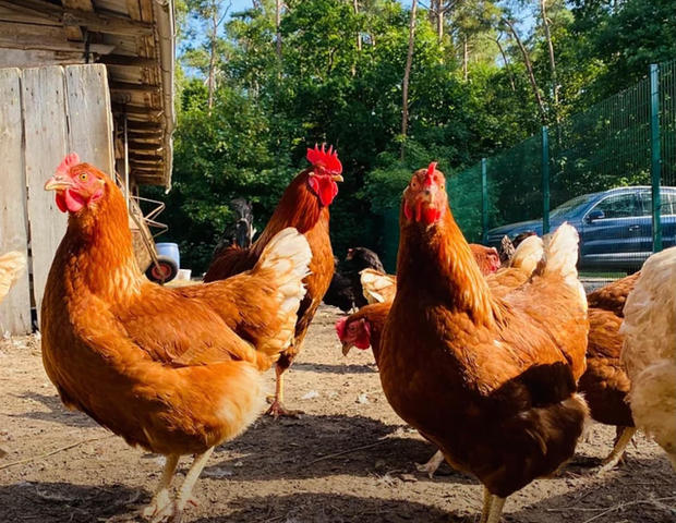 Tyrannosaurus – Huhn