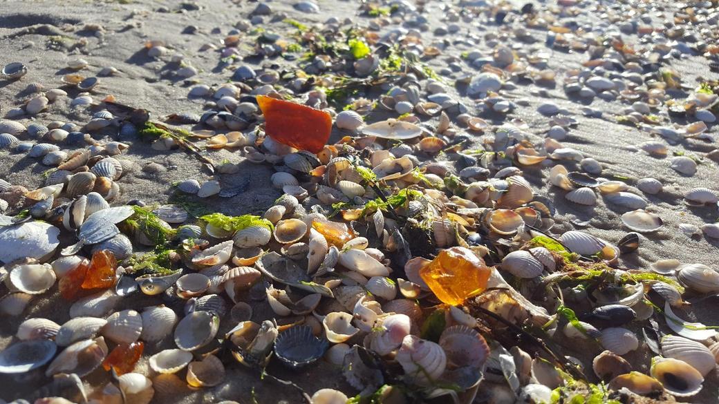 UV-Bernsteinsuche im Dunkeln