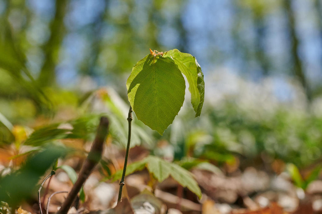 20230508-Granitz-57-Foto-Burwitz-Pocha