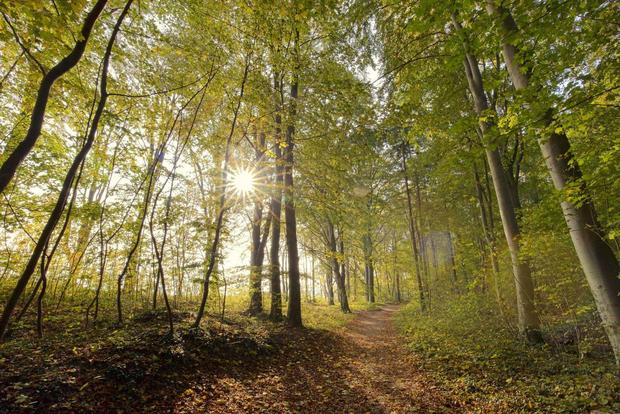 Waldbaden Herbst (c) Kurverwaltung Goehren Martin Stoever_10-2016_P5I4842
