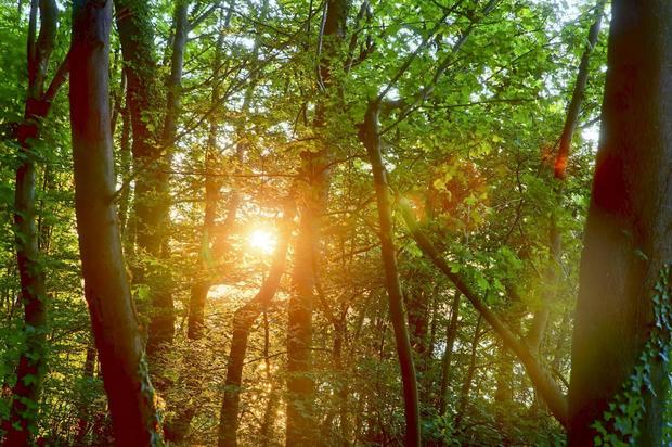 Waldbaden Sommer (c) Kurverwaltung Goehren Martin Stoever _07-2019_P5I1387_6_5_4_3_HDR projects-2