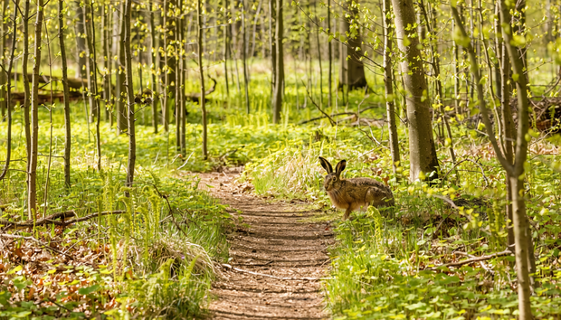 »Natur entdecken. Ostern erleben.«